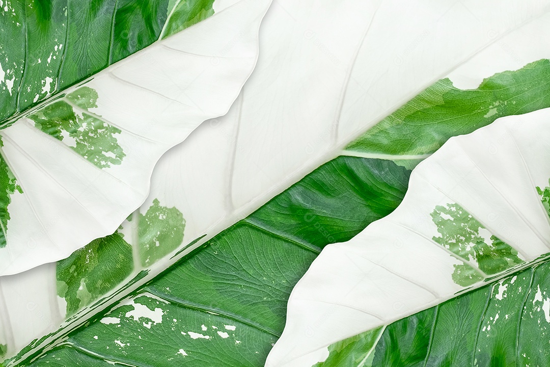 Folhas variegadas de Alocasia macrorrhizos isoladas em fundo branco com traçado de recorte