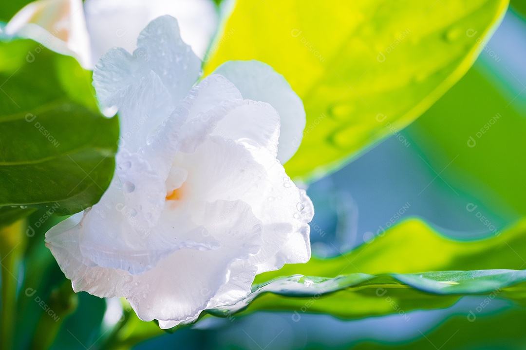 Folhas variegadas de Alocasia macrorrhizos isoladas em fundo branco com traçado de recorte