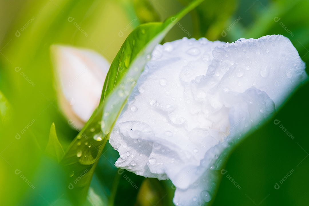 Flor flores sobre floresta folha verdes