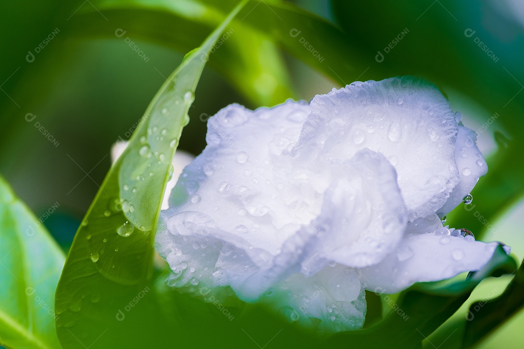 Folhas variegadas de Alocasia macrorrhizos isoladas em fundo branco com traçado de recorte
