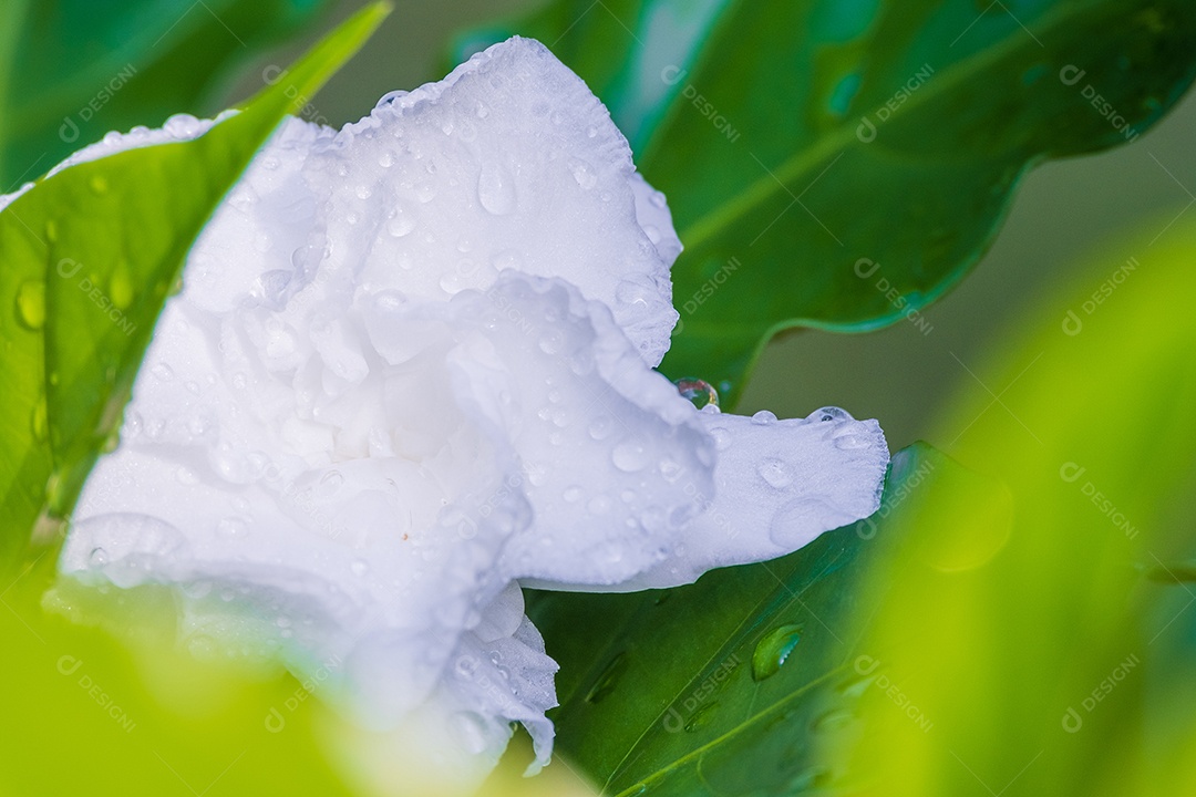 Folhas variegadas de Alocasia macrorrhizos isoladas em fundo branco com traçado de recorte