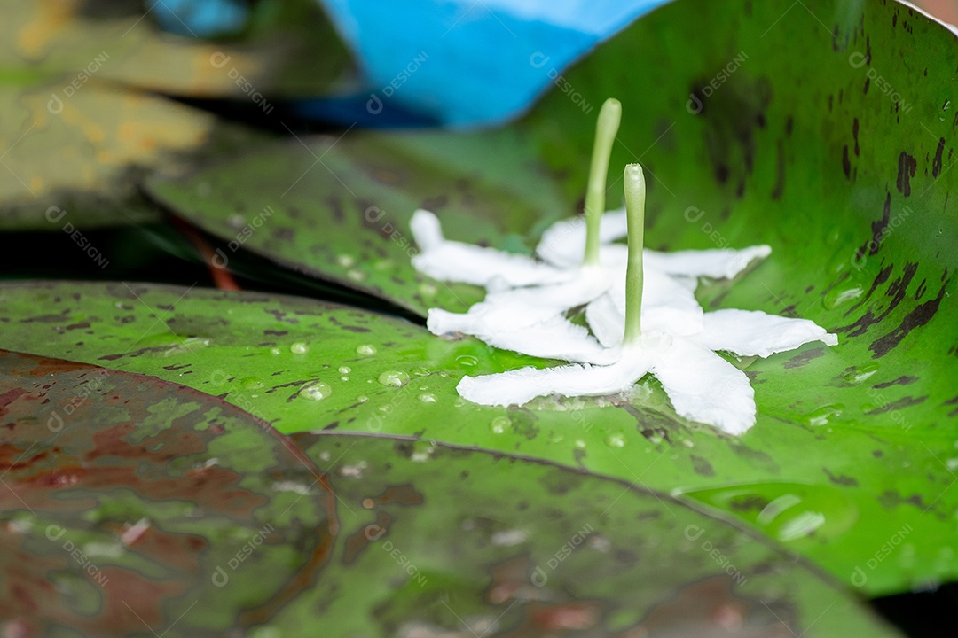 Flor flores sobre floresta folha verdes