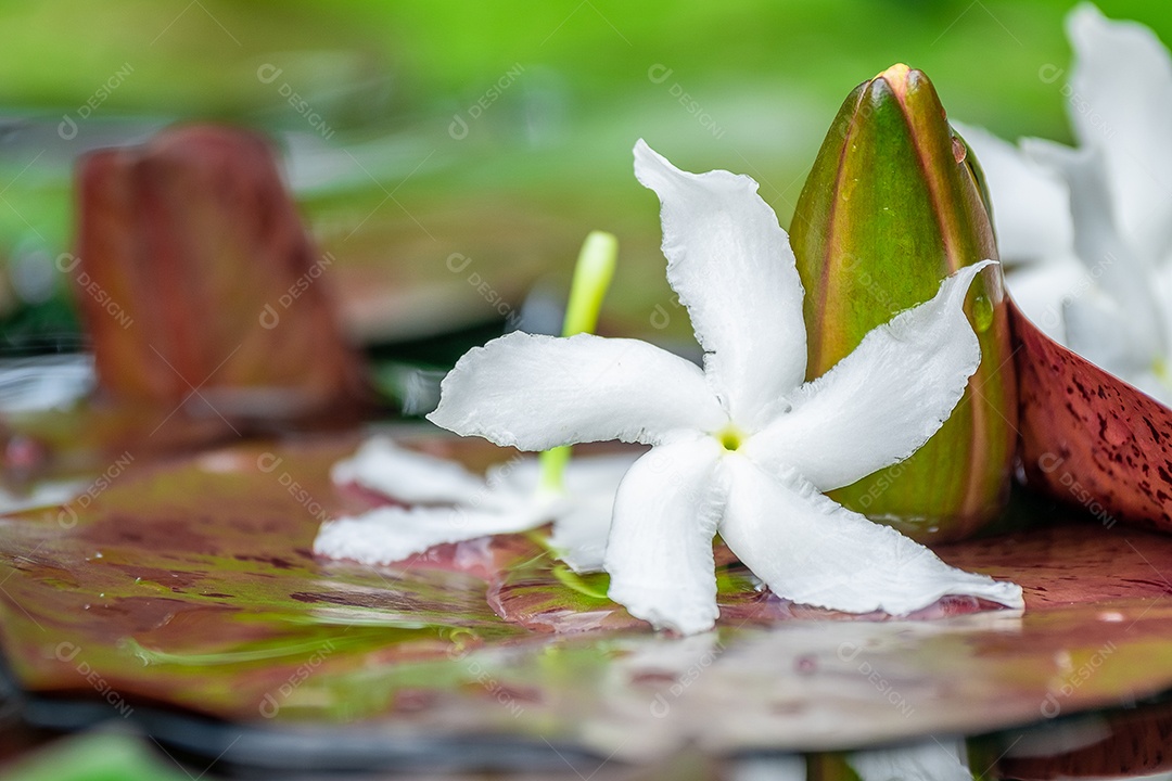 Flor flores sobre floresta folha verdes