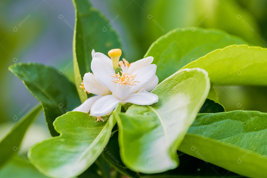 Flores de limão, flor de limão na árvore entre folhas verdes fundo desfocado.