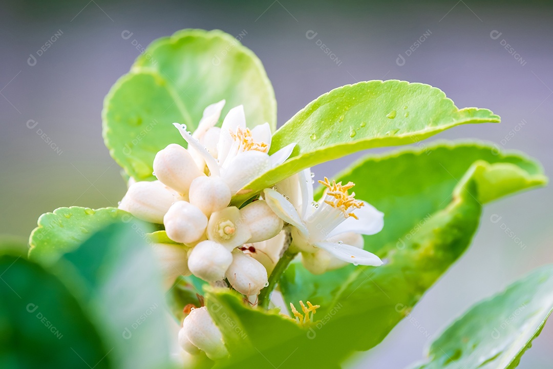 Flores de limão, flor de limão na árvore entre folhas verdes fundo desfocado.