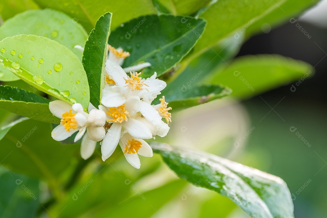 Flores de limão, flor de limão na árvore entre folhas verdes fundo desfocado.