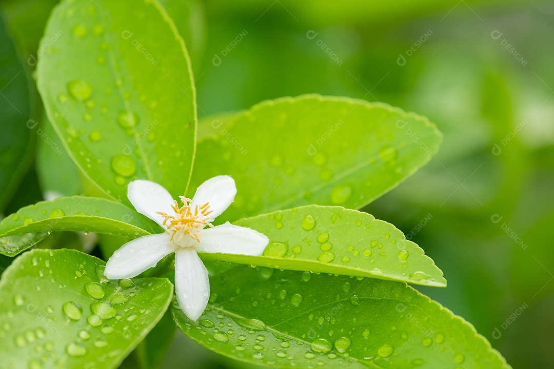 Flores de limão, flor de limão na árvore entre folhas verdes fundo desfocado.