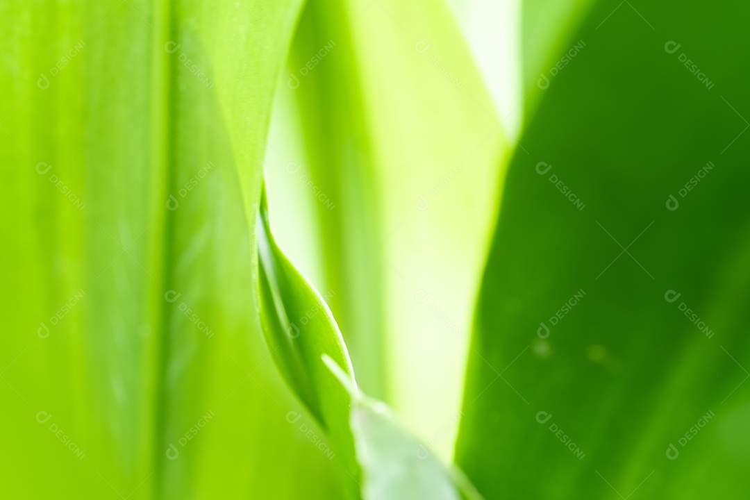 Vista da natureza da folha verde no fundo de vegetação turva no jardim com espaço de cópia usando como plano de fundo a paisagem de plantas verdes naturais, ecologia, papel de parede fresco