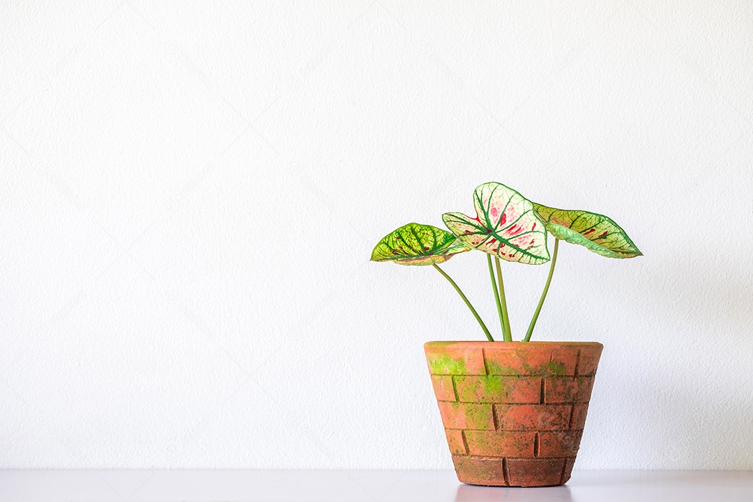 Caladium plant in orange clay pot isolated on white background. Caladium green leaves indoor air purifying plant, living room