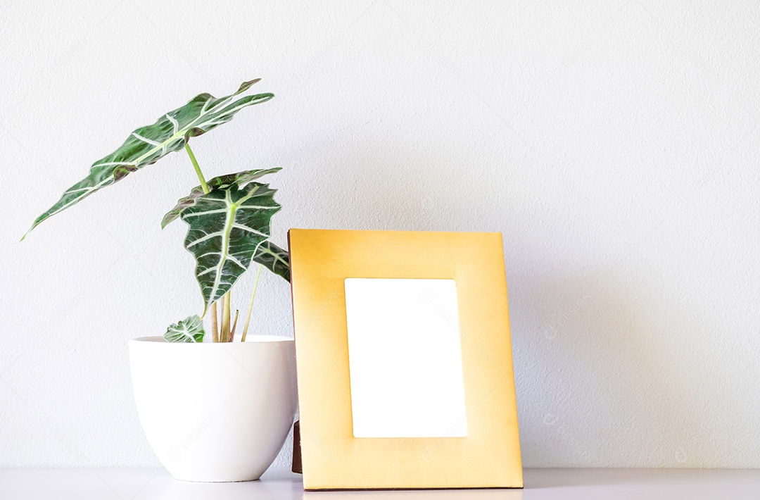 Alocasia sanderiana Bull ou Alocasia Plant em vaso de cerâmica branco isolado no fundo branco. Touro Alocasia sanderiana