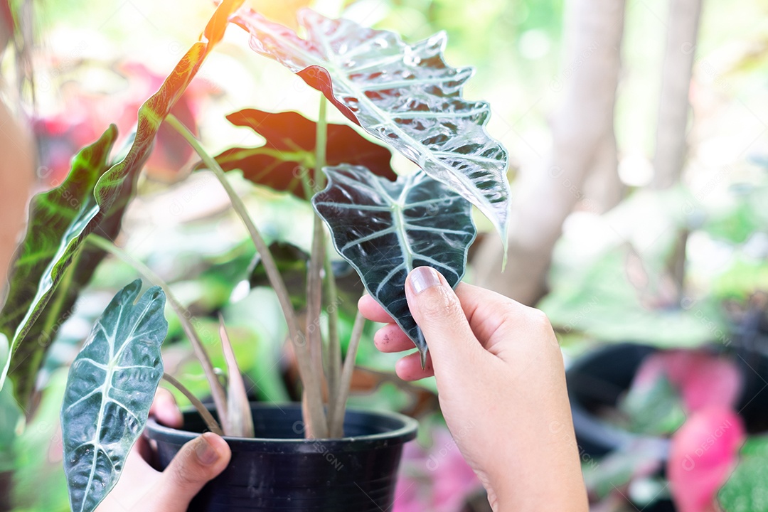 Alocasia sanderiana Bull ou Alocasia Plant em vaso de cerâmica branco isolado no fundo branco. Touro Alocasia sanderiana
