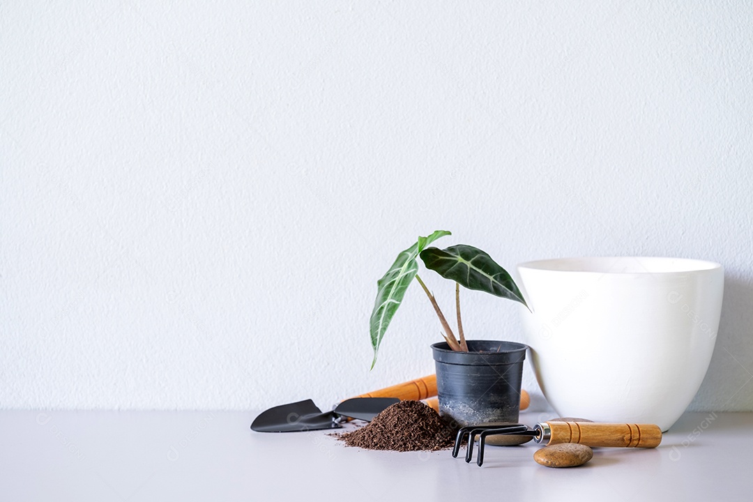 Alocasia sanderiana Bull ou Alocasia Plant em vasos de cerâmica brancos com plantadores, turfa, pedras, na mesa e fundo de parede branca.