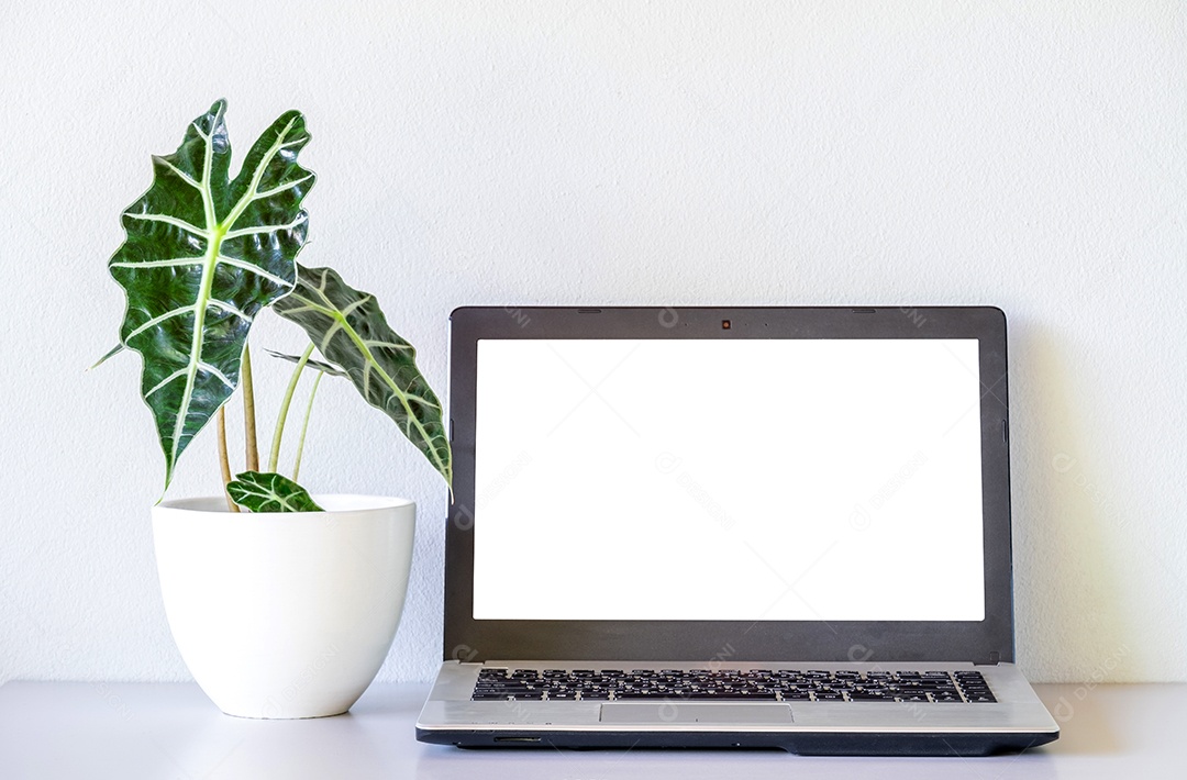 Laptop mock up e Alocasia sanderiana Bull ou Alocasia Plant na mesa e fundo de parede branca. Alta resolução.