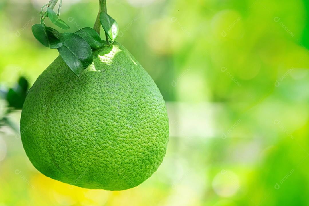 pomelo pendurar com galho na árvore pomelo na fazenda, em verde natureza borrão e bokeh sol luz de fundo matinal
