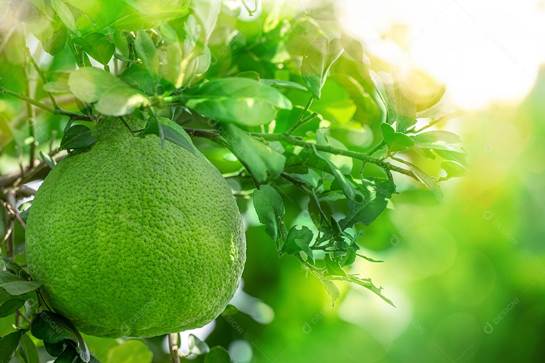 pomelo pendurar com galho na árvore pomelo na fazenda, em verde natureza borrão e bokeh sol luz de fundo matinal