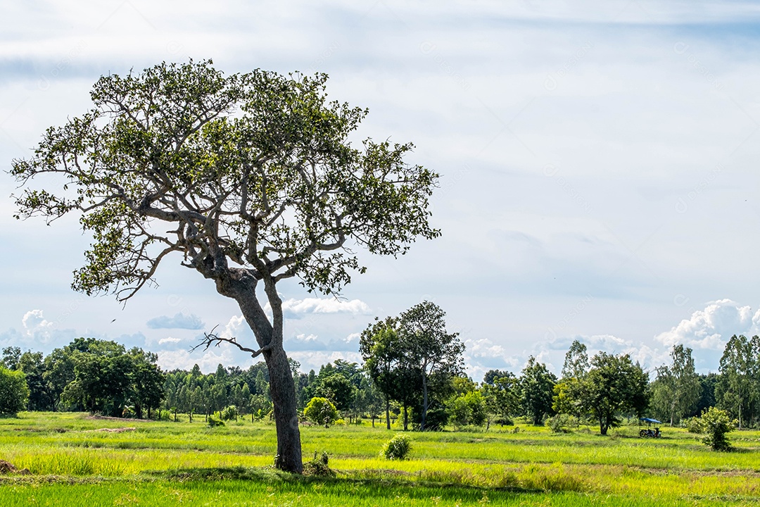 Paisagem arvore fazenda céu nublado