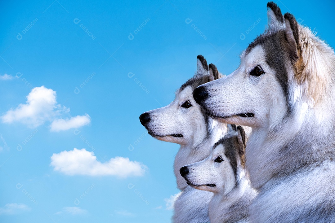 Isolado de três cães Husky Siberiano no fundo do céu azul