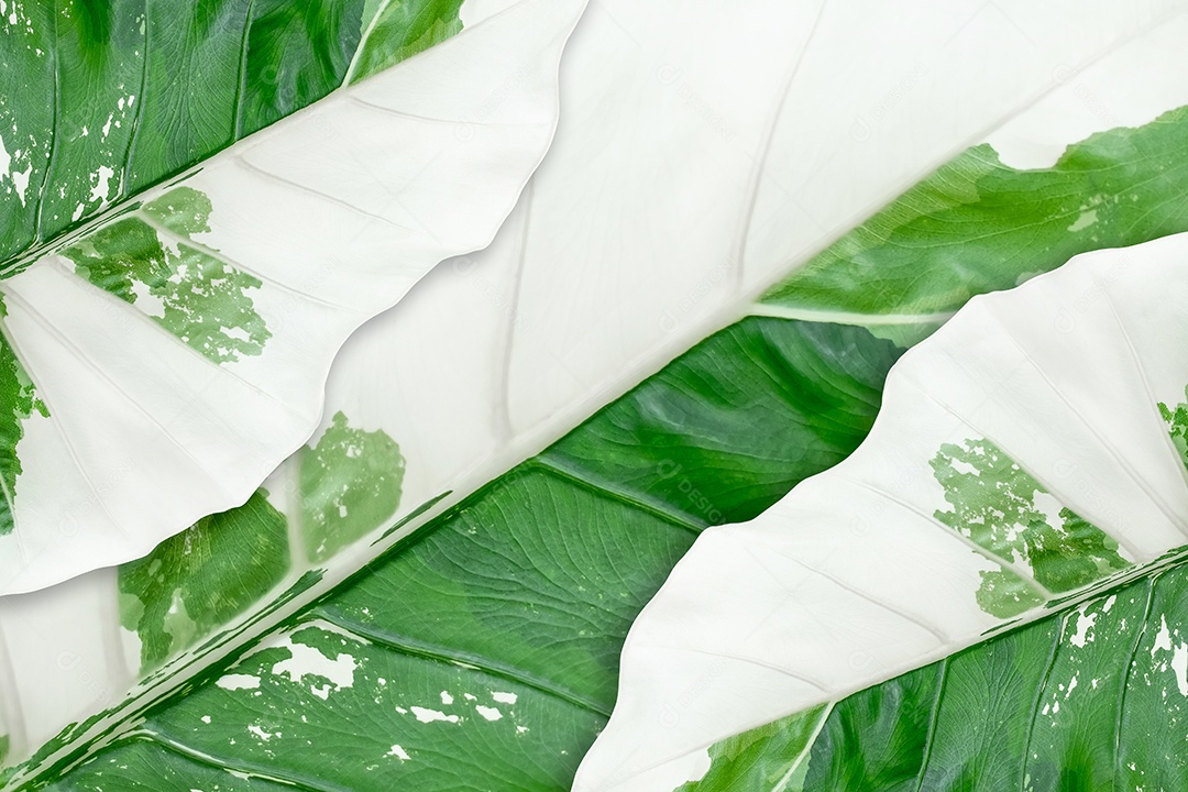 Folhas variegadas de Alocasia macrorrhizos isoladas em fundo branco com traçado de recorte