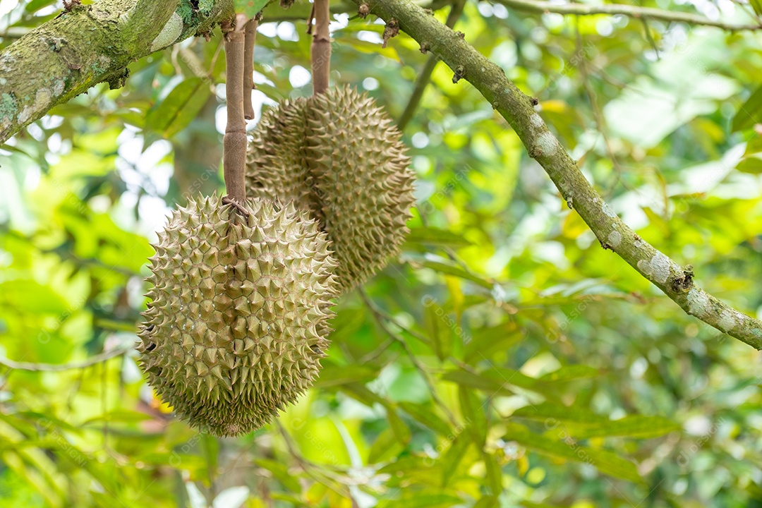 Frutas Durian verdes orgânicas frescas penduradas em galho no jardim de árvores Durian e conceito de comida saudável