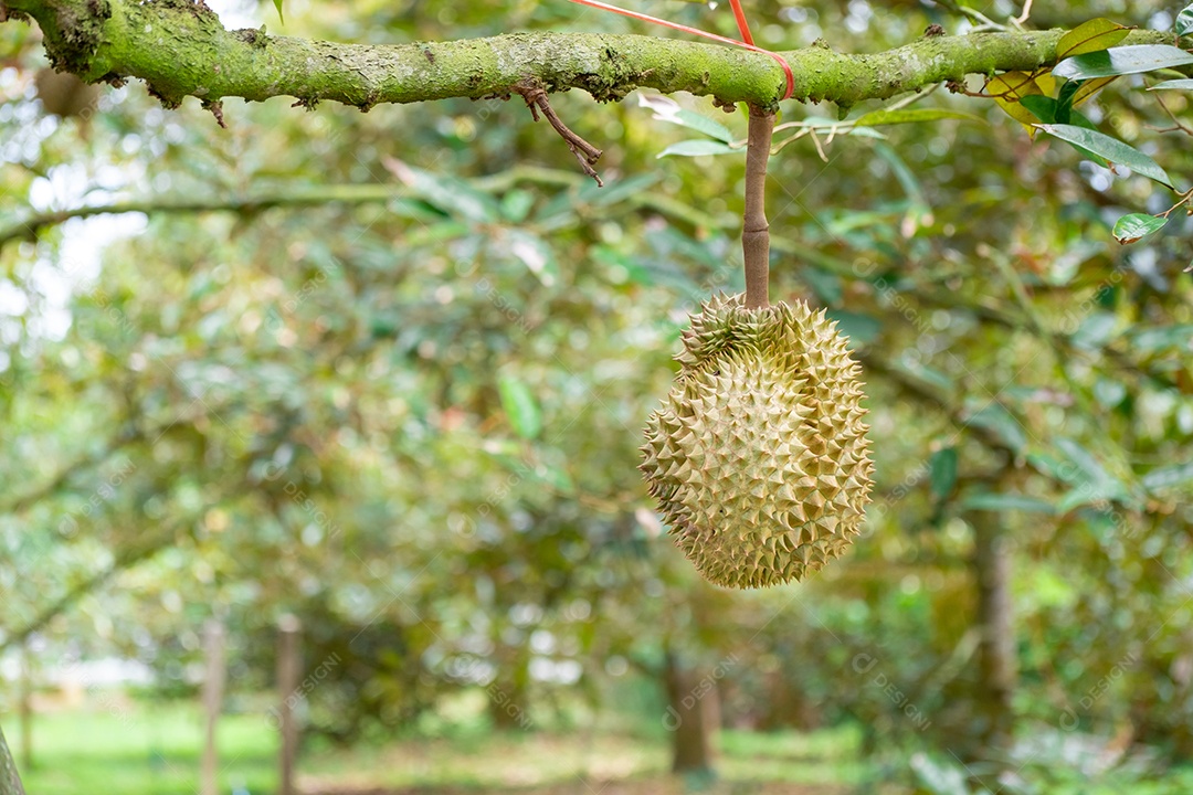 Frutas Durian verdes orgânicas frescas penduradas em galho no jardim de árvores Durian e conceito de comida saudável