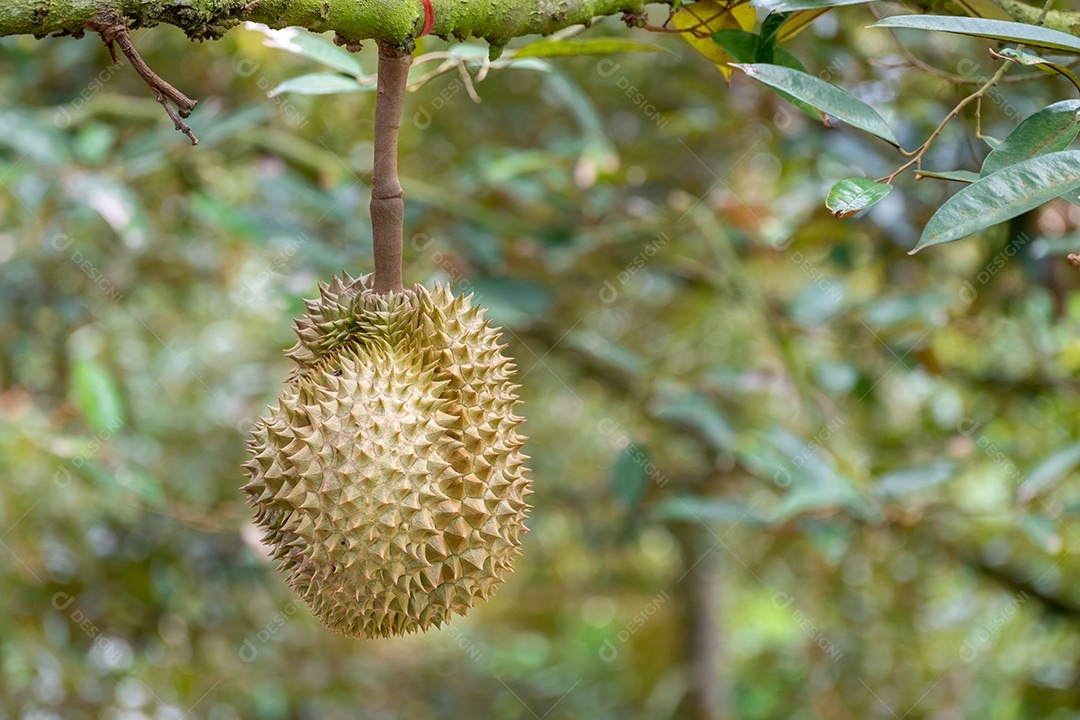 Frutas Durian verdes orgânicas frescas penduradas em galho no jardim de árvores Durian e conceito de comida saudável