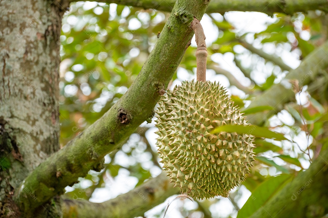 Frutas Durian verdes orgânicas frescas penduradas em galho no jardim de árvores Durian e conceito de comida saudável