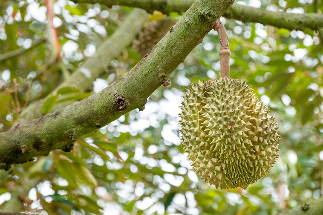 Frutas Durian verdes orgânicas frescas penduradas em galho no jardim de árvores Durian e conceito de comida saudável