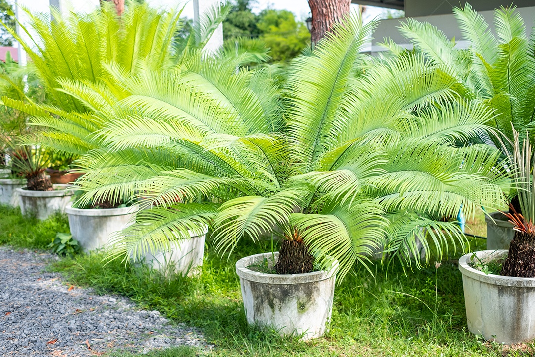 Cycas revoluta (palmeira sago, rei sago, sago cycad, palmeira sago japonesa) no jardim botânico