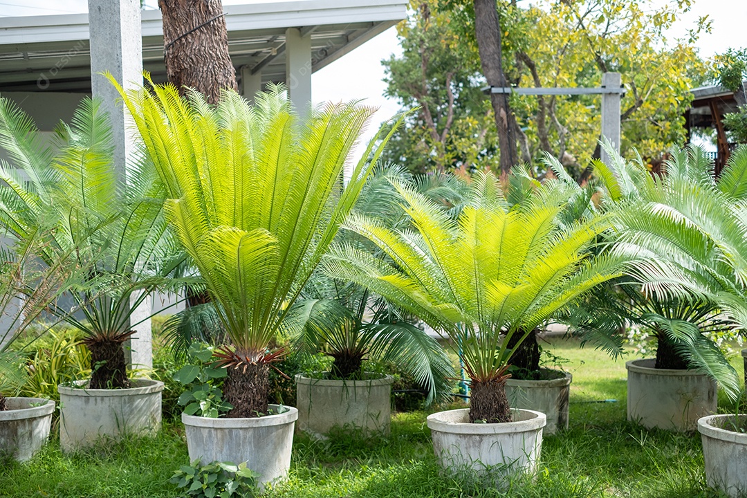 Cycas revoluta (palmeira sago, rei sago, sago cycad, palmeira sago japonesa) no jardim botânico