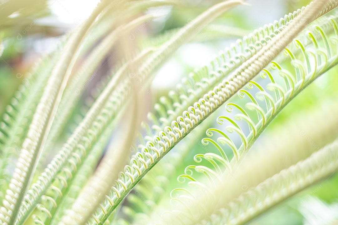 Desfocado de folhas jovens da planta cycad para fundo, nova ramificação cycad, macro de folhas naturais de ondulação