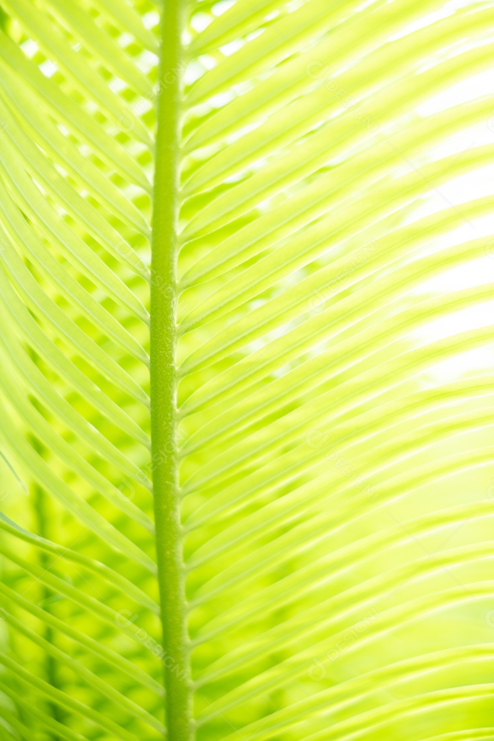 Desfocado de folhas jovens da planta cycad para fundo, nova ramificação cycad, macro de folhas naturais de ondulação