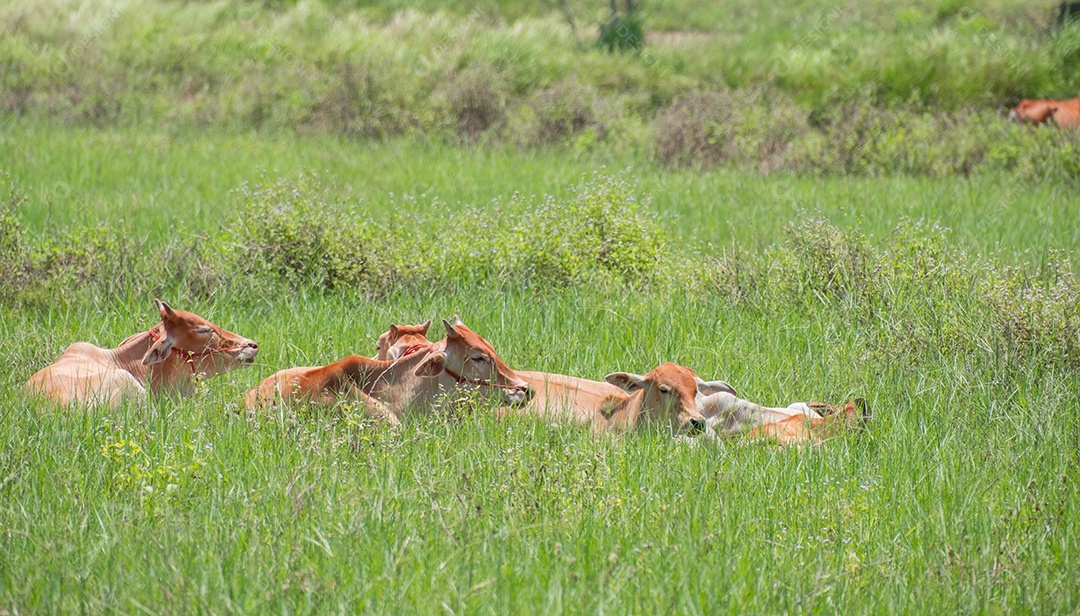 Rebanho de vacas dormindo no prado, mamífero