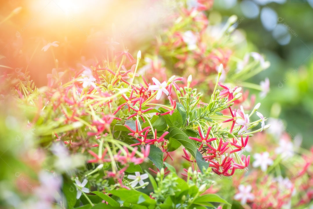Drunen marinheiro, trepadeira de Rangoon, flor tailandesa