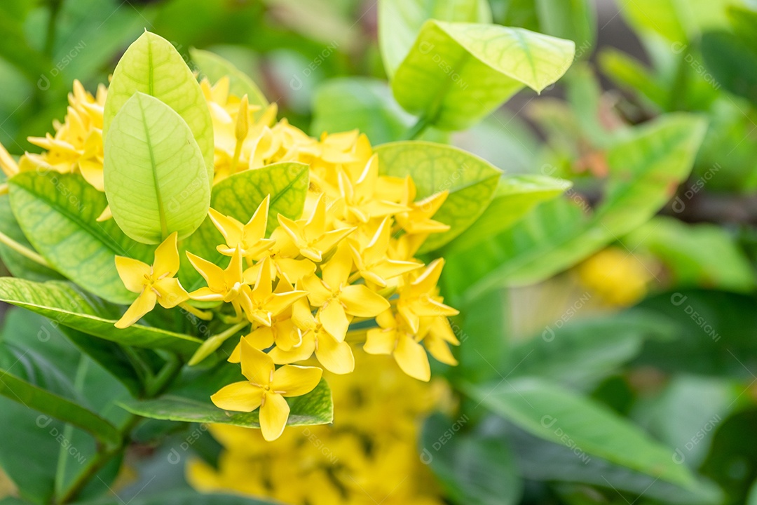 gerânio amarelo da selva no jardim com sol quente pela manhã. O nome científico é Ixora coccinea. flor de lxora amarela da floresta entre folhas verdes no arbusto