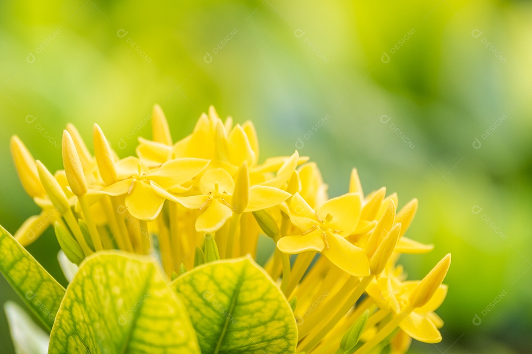 gerânio amarelo da selva no jardim com sol quente pela manhã. O nome científico é Ixora coccinea. flor de lxora amarela da floresta entre folhas verdes no arbusto