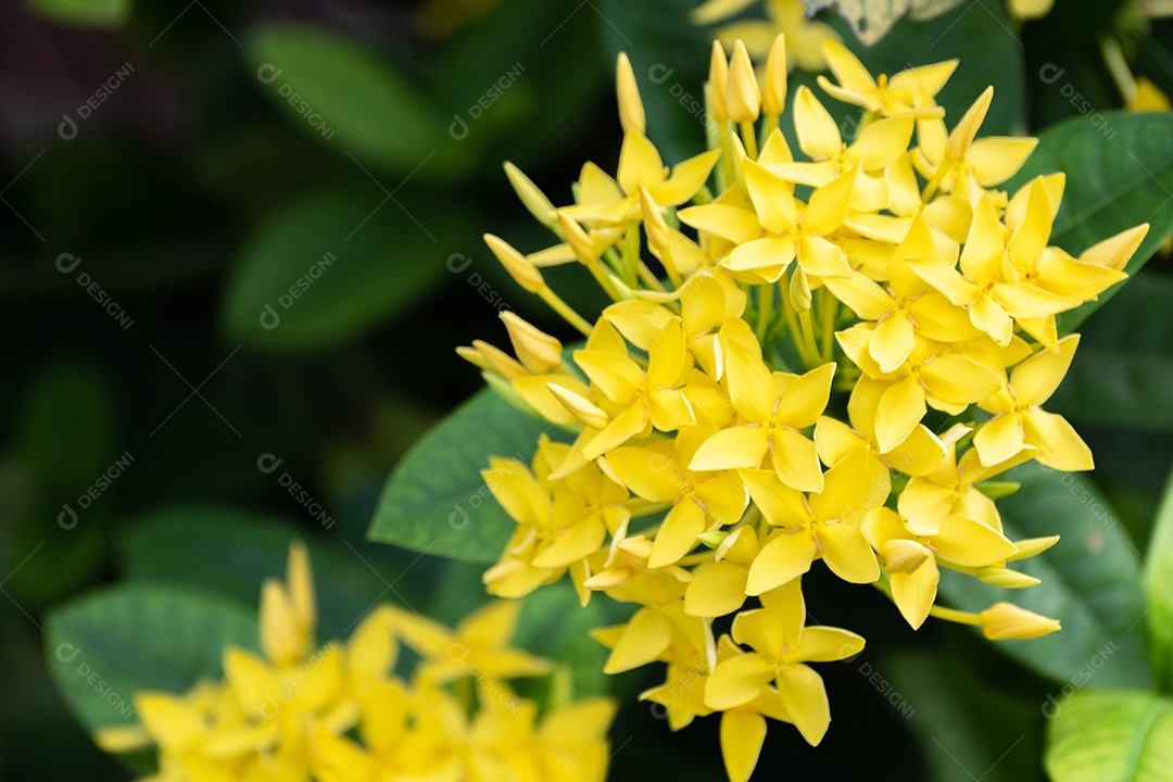 gerânio amarelo da selva no jardim com sol quente pela manhã. O nome científico é Ixora coccinea. flor de lxora amarela da floresta entre folhas verdes no arbusto