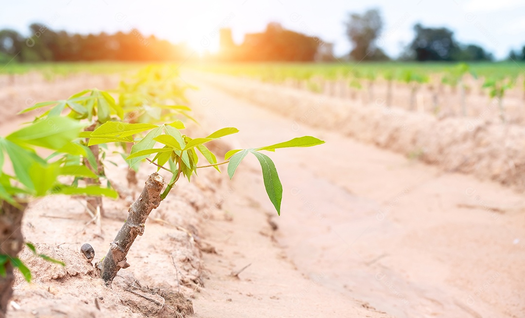 Mandioca bebê em campos de mandioca na estação chuvosa, tem verdura e frescor. Mostra a fertilidade do solo, folha de mandioca verde