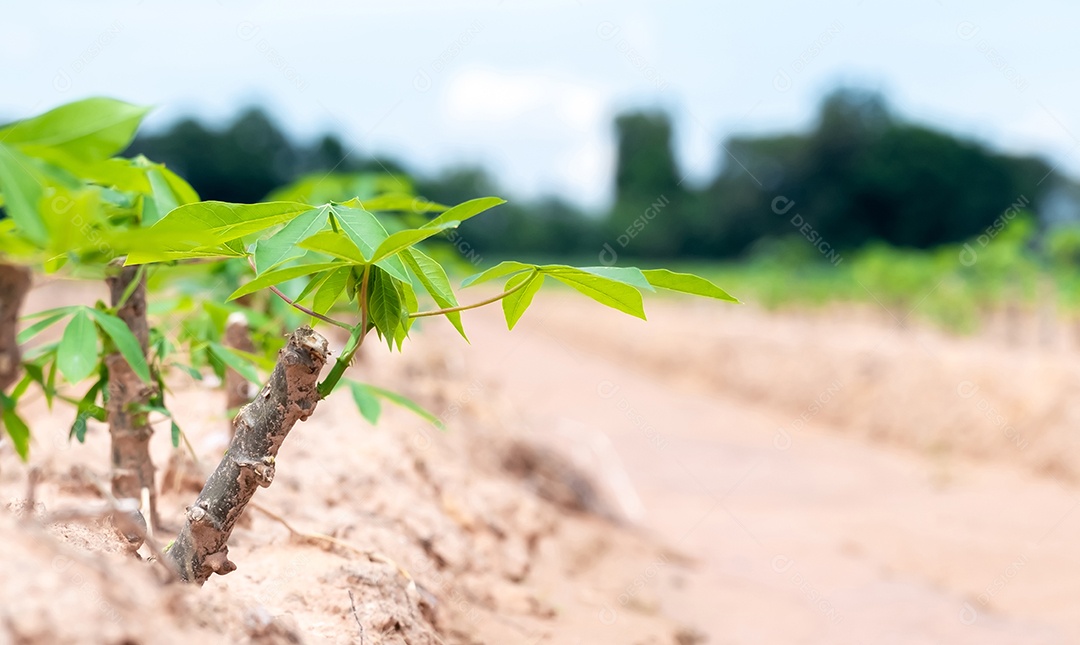 Mandioca bebê em campos de mandioca na estação chuvosa, tem verdura e frescor. Mostra a fertilidade do solo, folha de mandioca verde