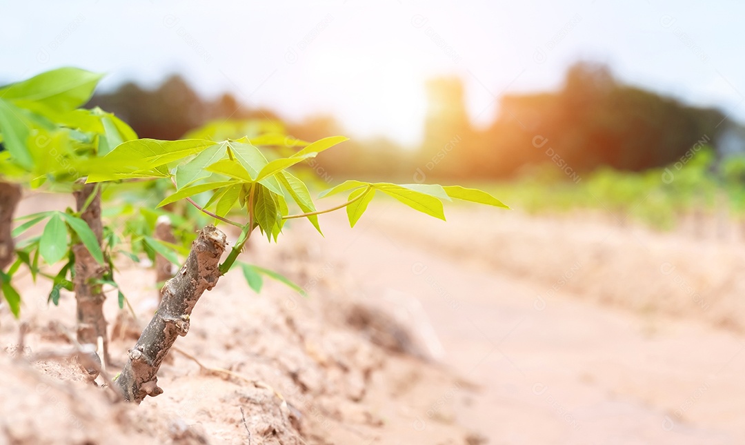 Mandioca bebê em campos de mandioca na estação chuvosa, tem verdura e frescor. Mostra a fertilidade do solo, folha de mandioca verde
