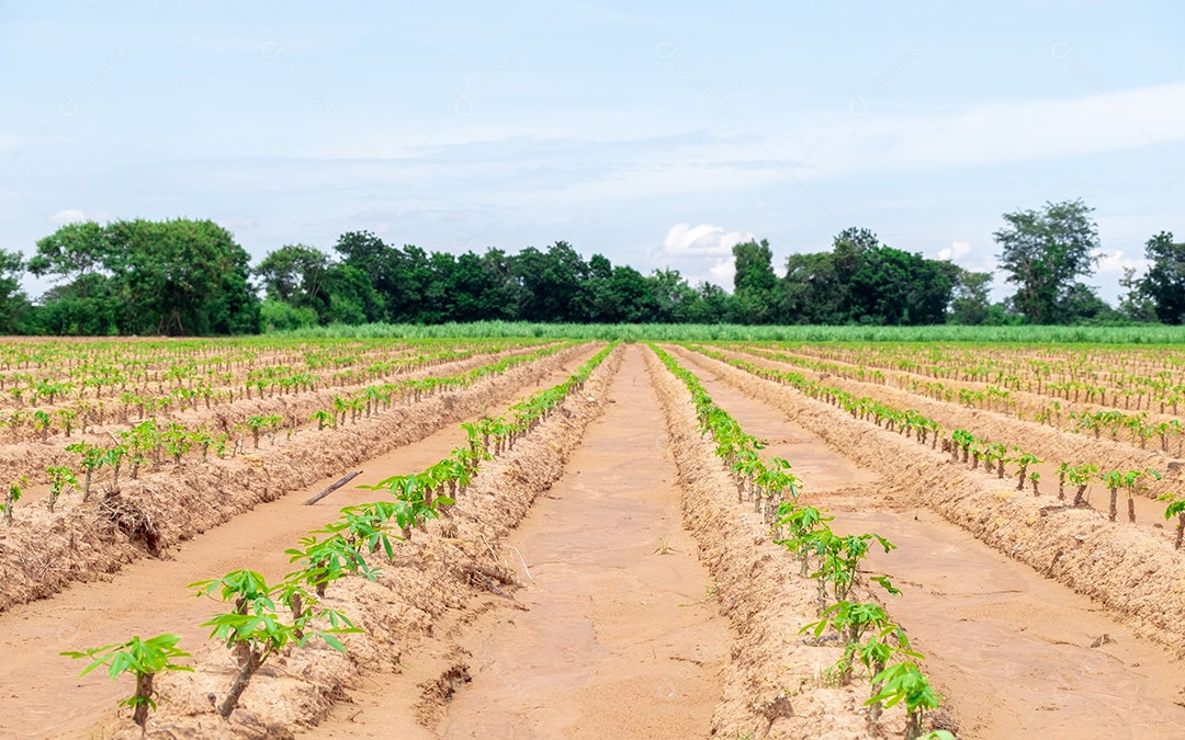 Mandioca bebê em campos de mandioca na estação chuvosa, tem verdura e frescor. Mostra a fertilidade do solo, folha de mandioca verde