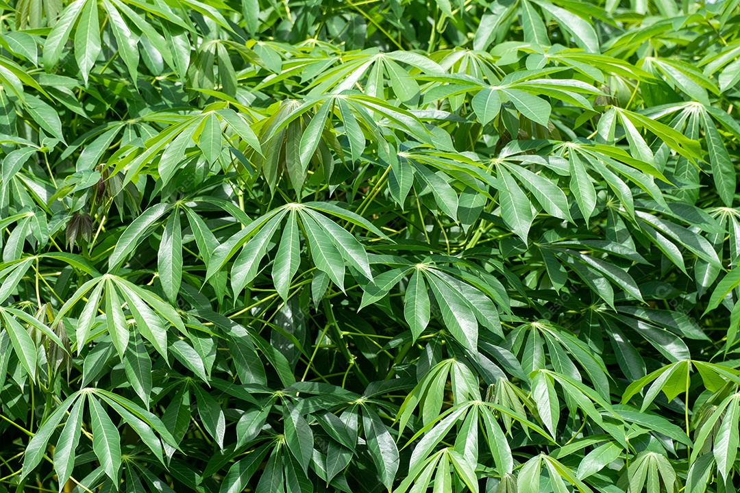 folha de mandioca, em campos de mandioca na estação chuvosa, tem verdura e frescor. Mostra a fertilidade do solo, folha de mandioca verde