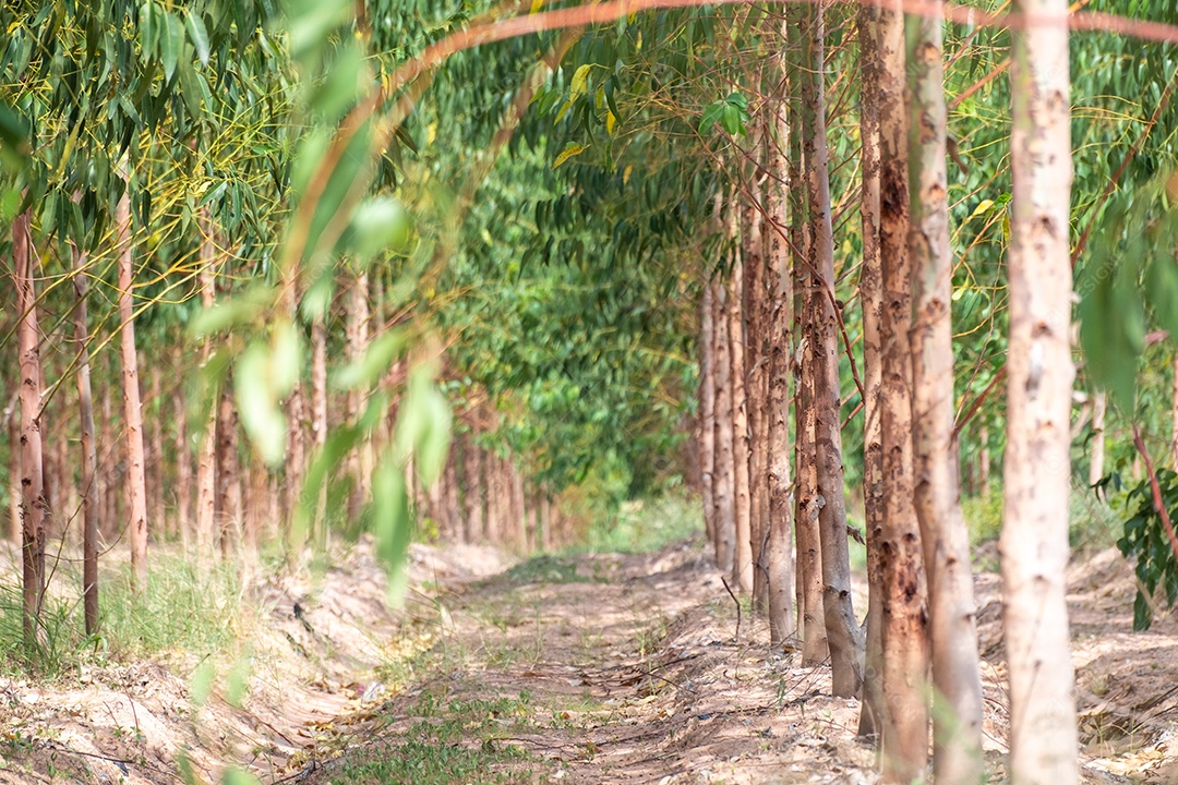 Árvore de eucalipto na fazenda de eucalipto está pronta para ser colhida para madeira, plantada em linhas, árvore de papel