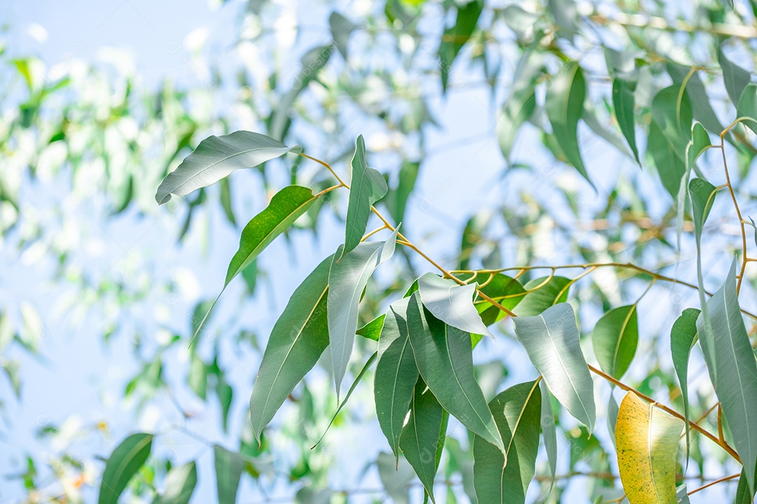 Folha de eucalipto na fazenda de eucalipto, árvore de papel