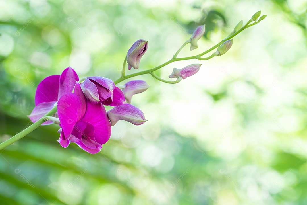 Flor flores orquídea sobre fundo desfocado floresta
