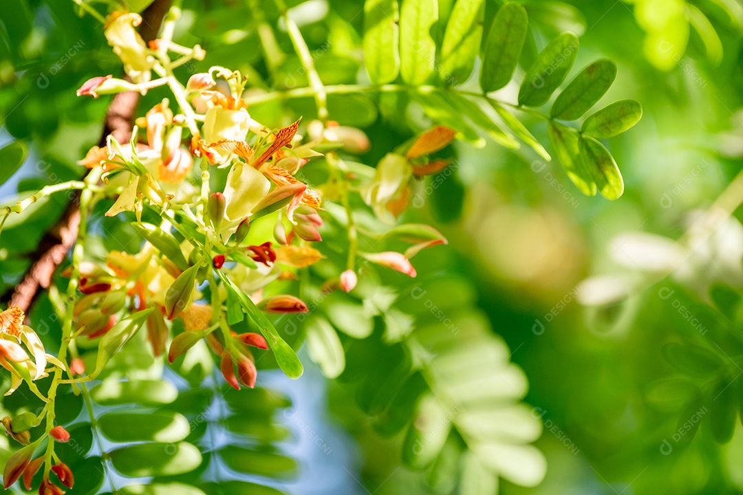 Flor de tamarindo, flor de tamarindo na árvore entre folhas verdes fundo desfocado.