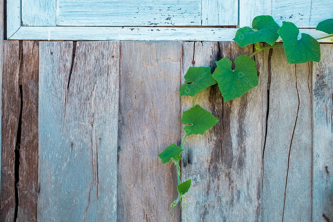 Parede de casa madeira folha verde planta