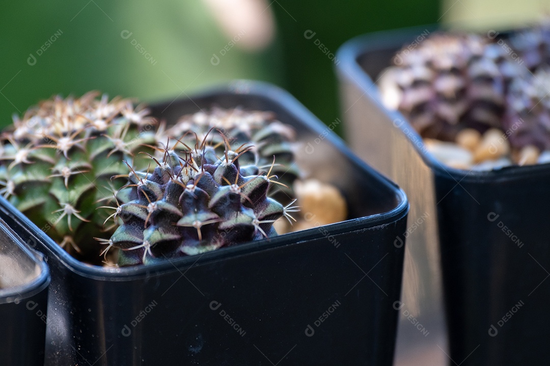 cacto redondo verde em muitos vasos pequenos Foi vendido em uma loja de plantas ornamentais.