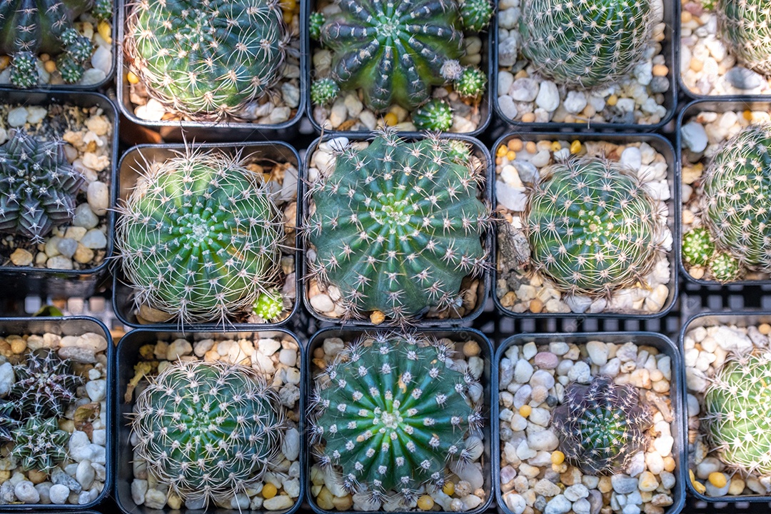 cacto redondo verde em muitos vasos pequenos Foi vendido em uma loja de plantas ornamentais.