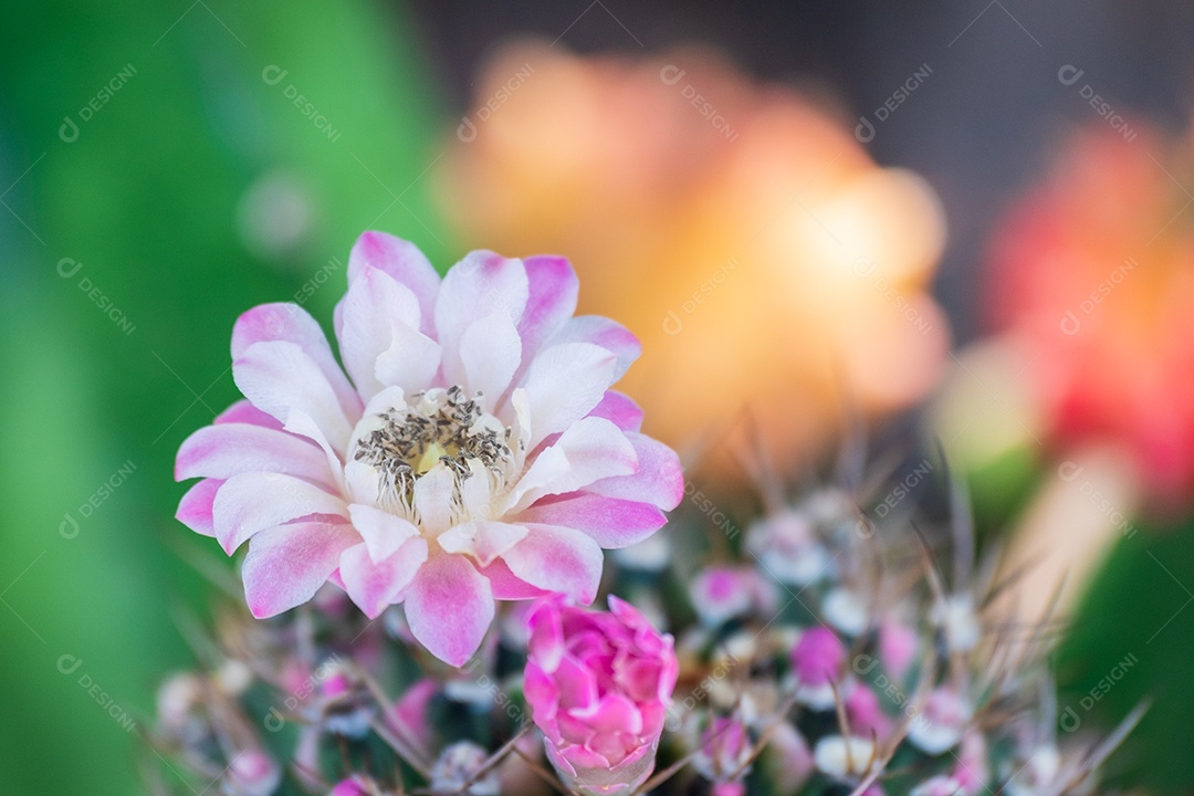 Flor flores sobre fundo floresta desfoque