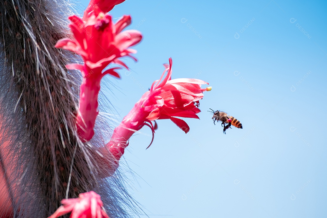 Flor flores sobre fundo floresta desfoque